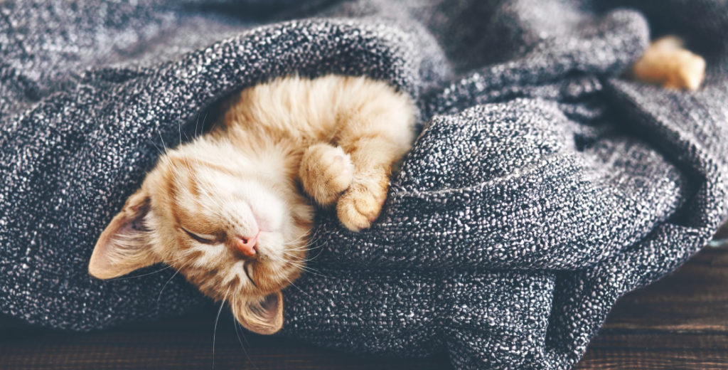 Les chatons et le liniment